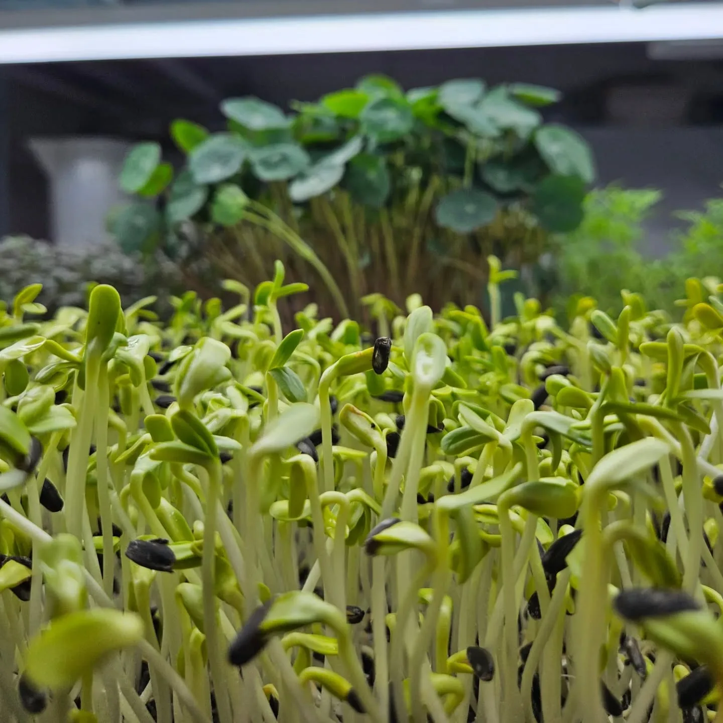 Zahvala na donaciji ekološkog sjemenja