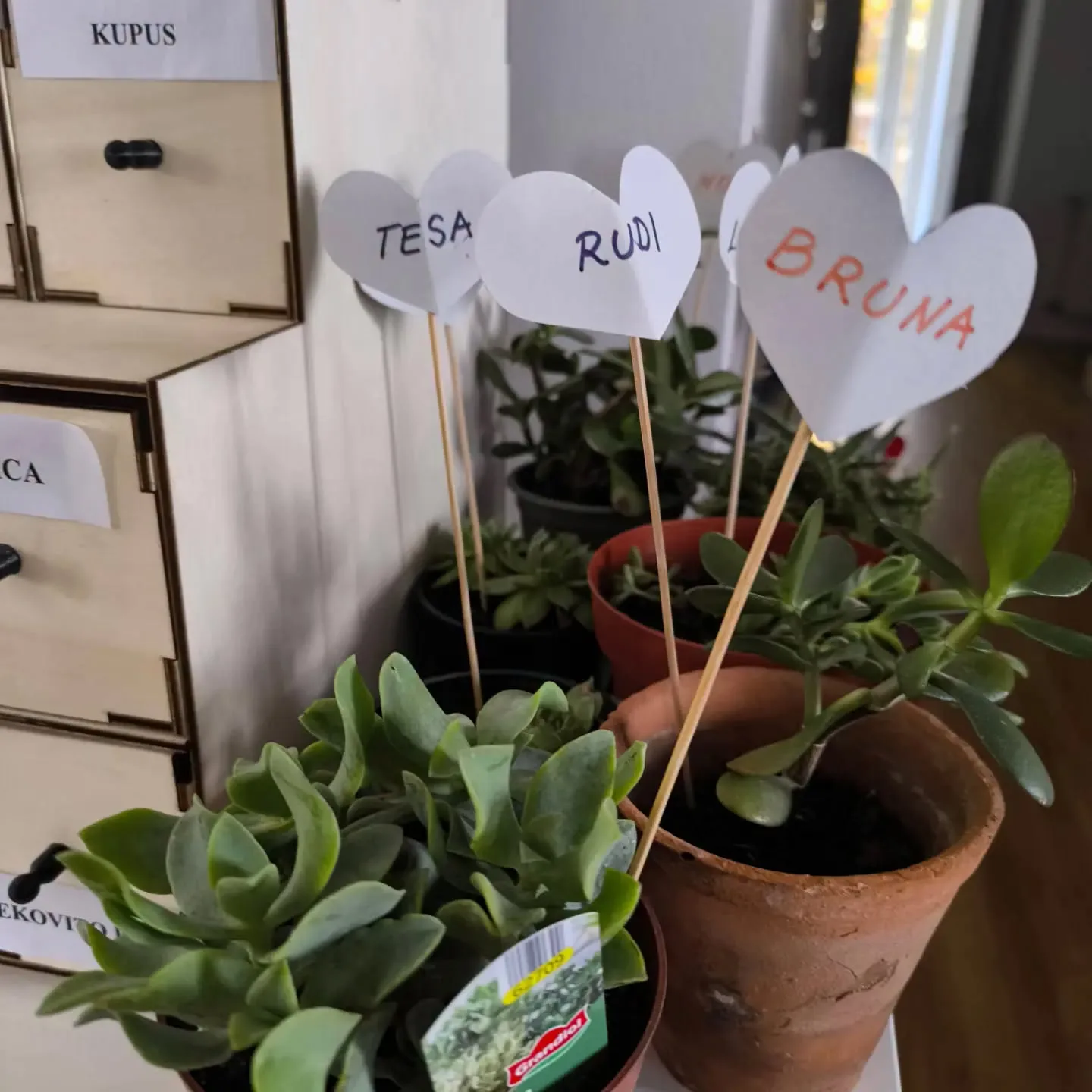 Donacija sukulenata za zeleniju knjižnicu